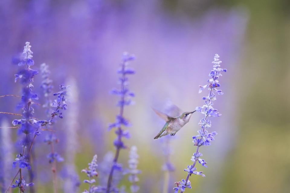 Animals Birds