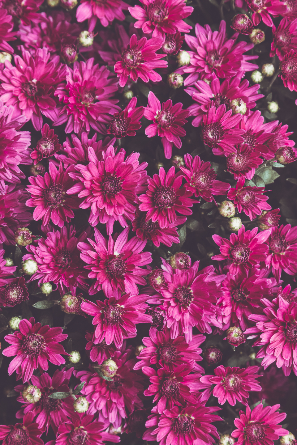 Pink Blossoms