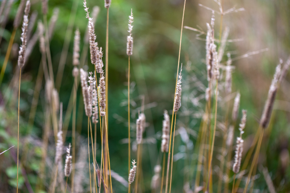 Tall Grass