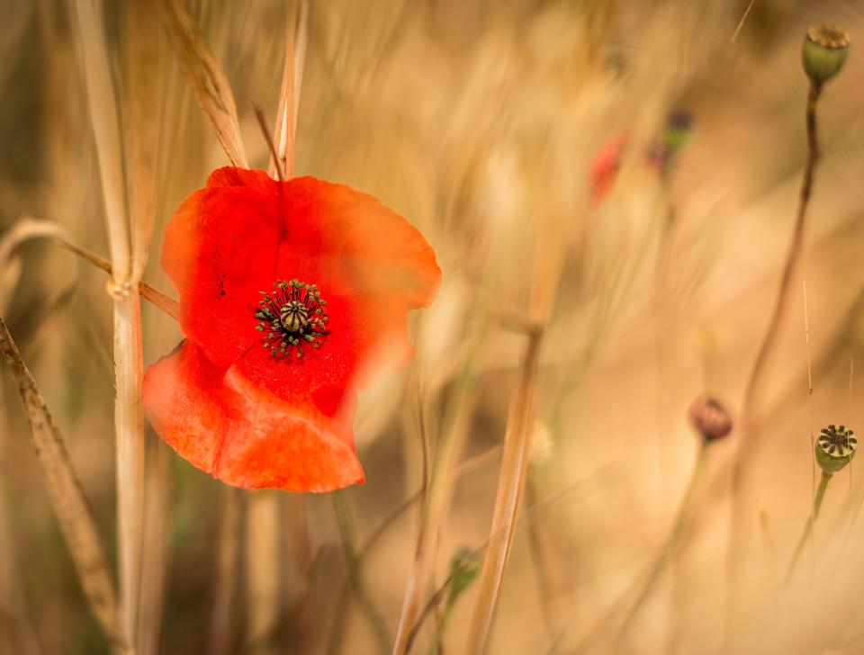 Red Orange