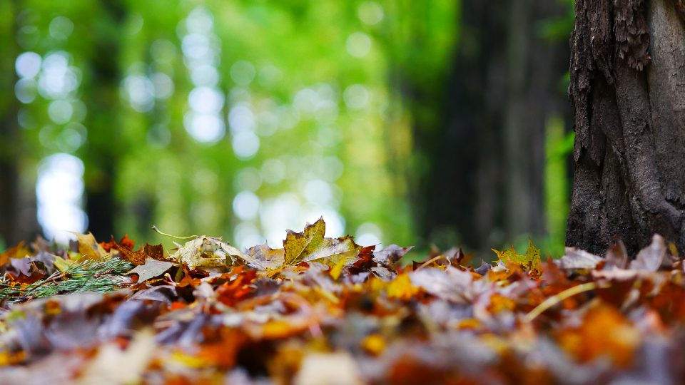 Autumn Woods