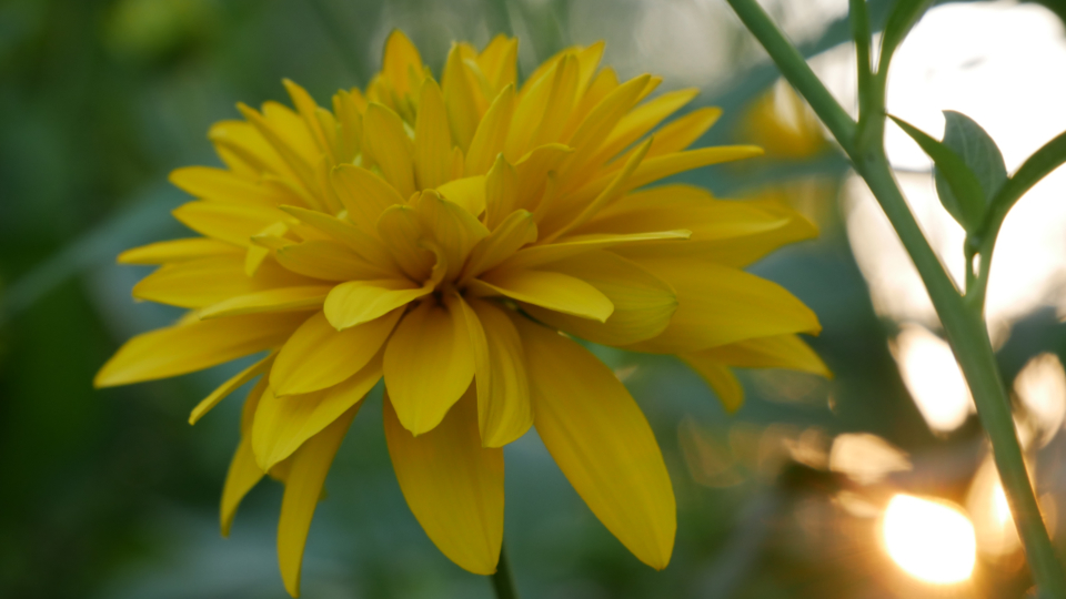 Yellow Flower