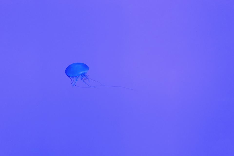 Jellyfish Underwater