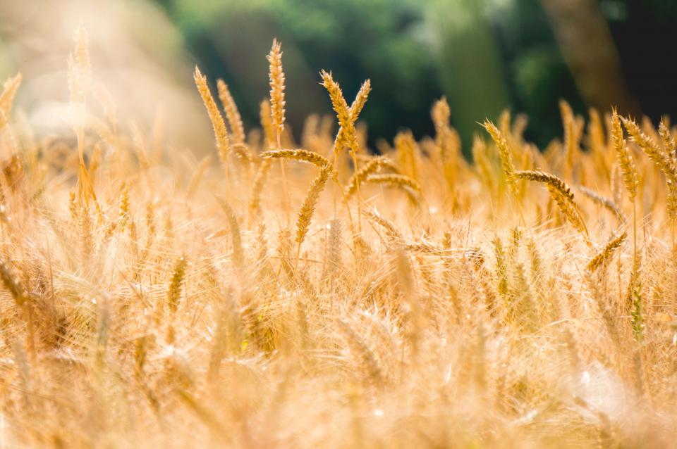 Wheat Grass