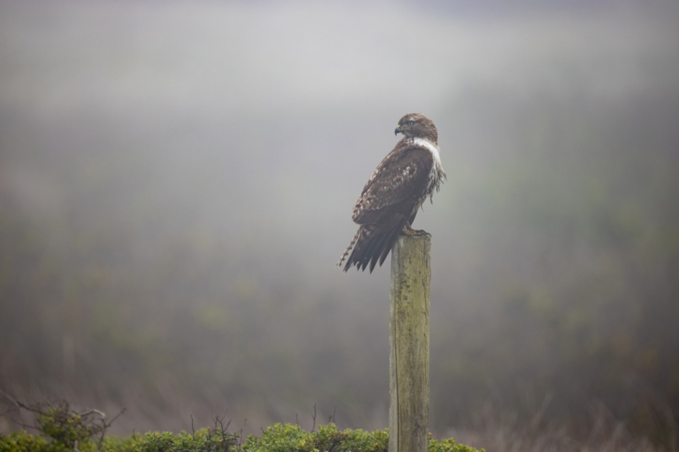 Hawk Bird