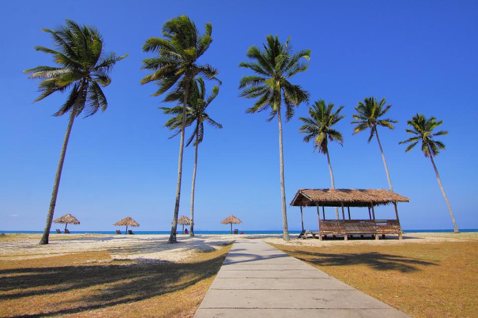 Coconut Tree