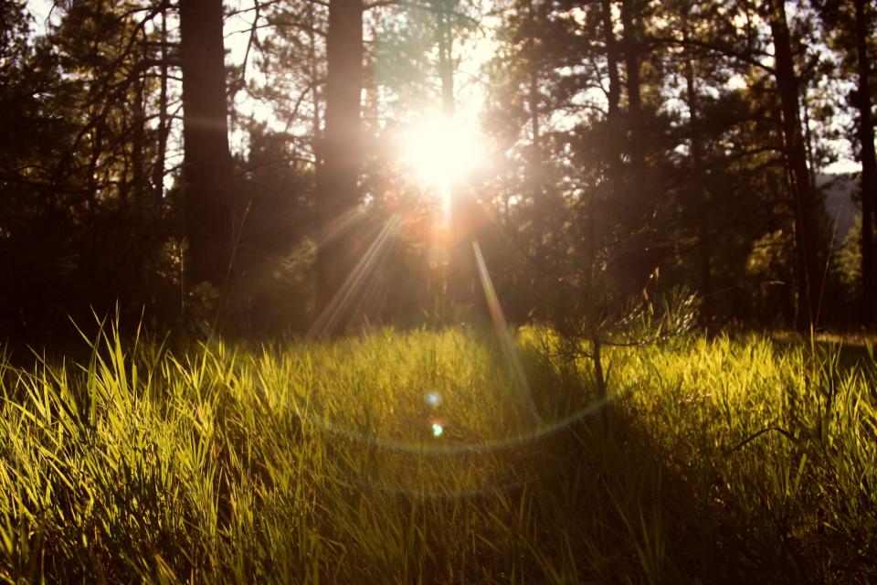 Sun Rays Grass