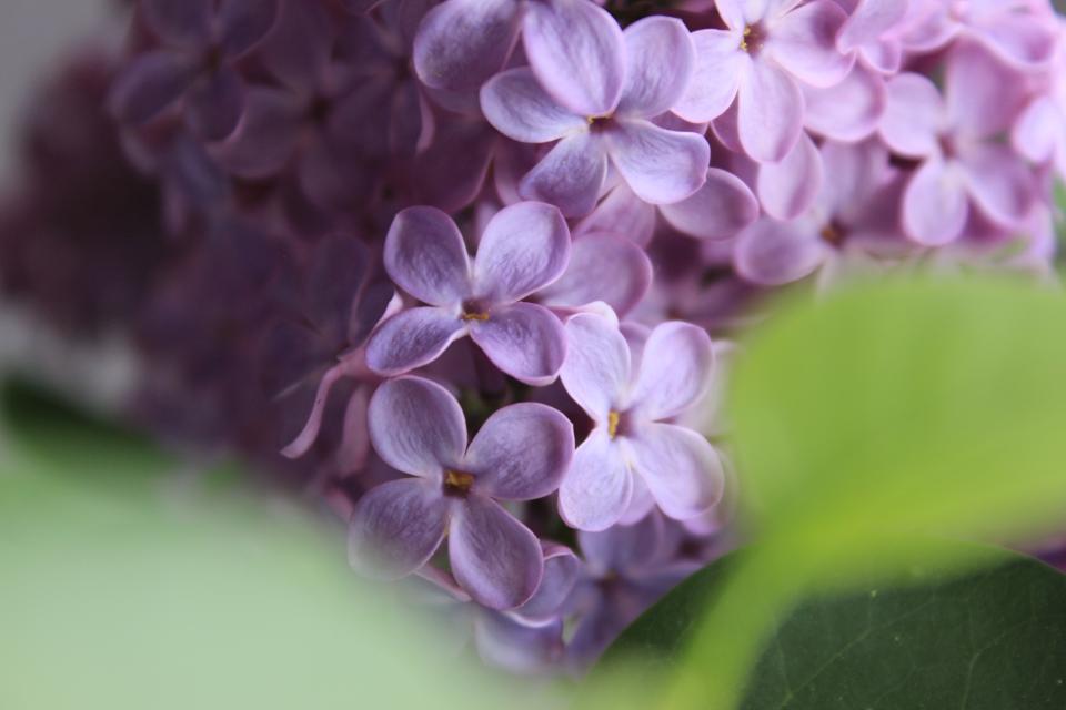 Flower Blossom