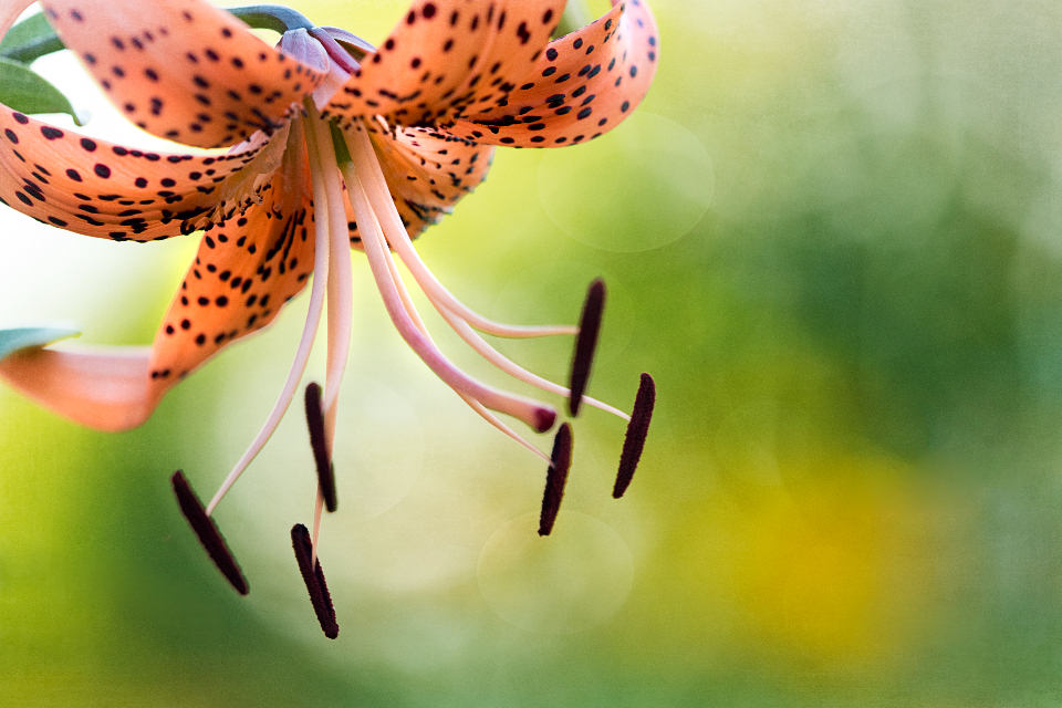 Lily Flower
