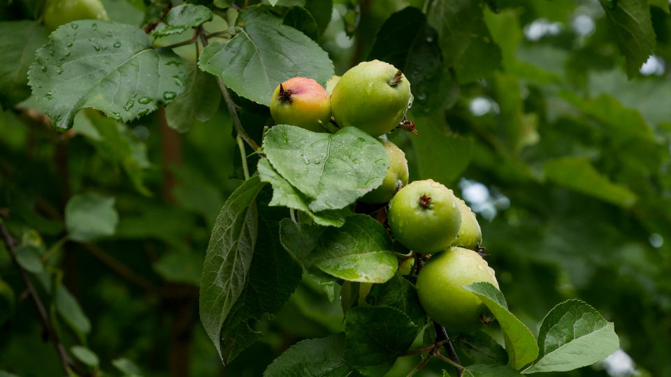 Apple Tree