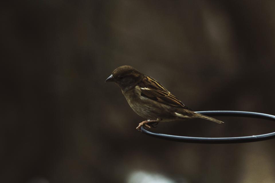 Dark Bird