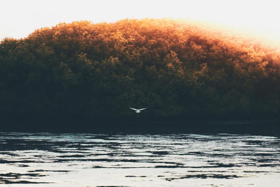 Trees Bird