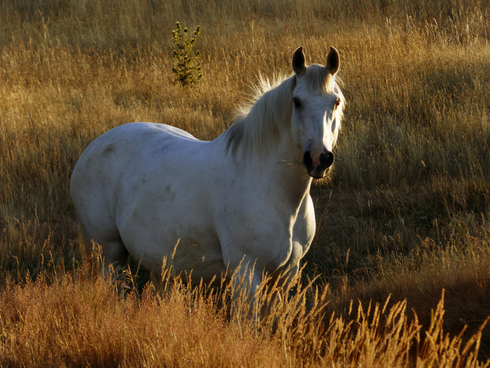 White Horse