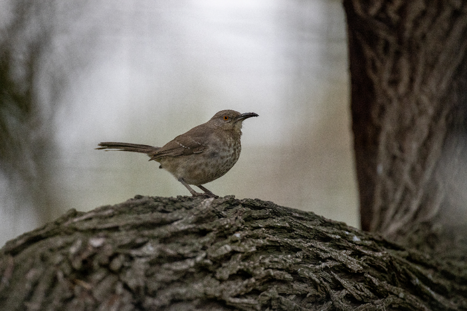 Bird Perched