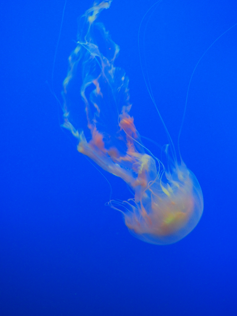 Jellyfish Ocean