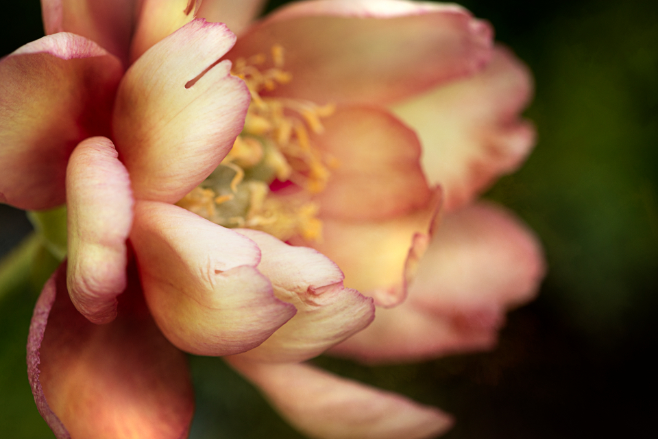 Flower Petals