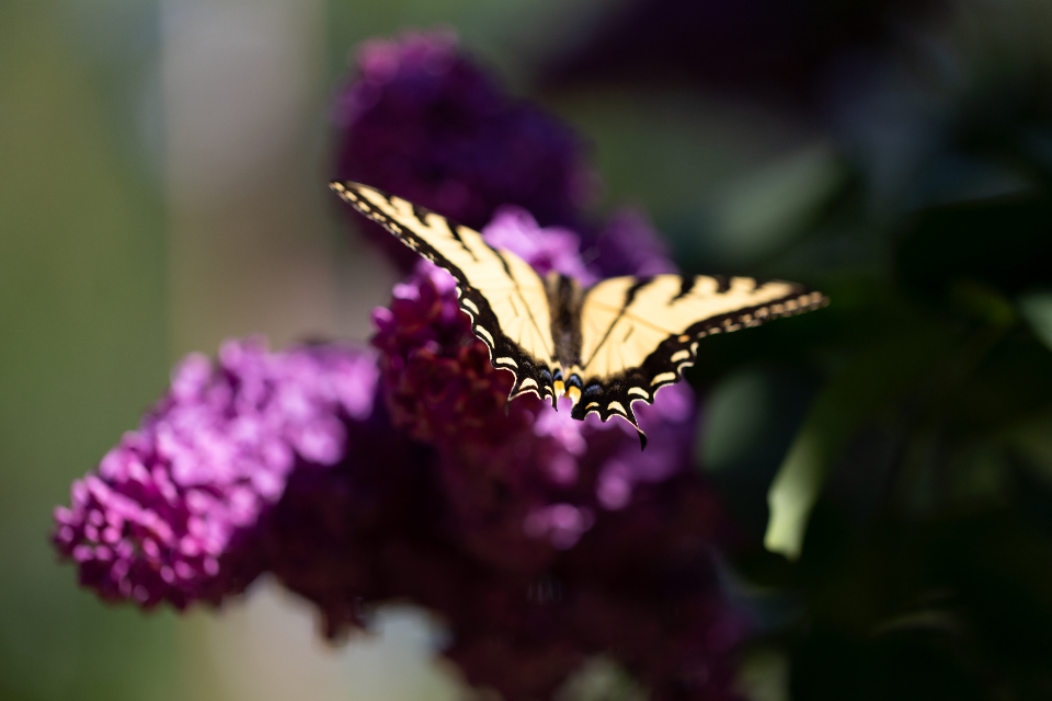 Butterfly Close Up