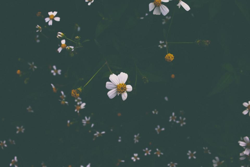 Flower White