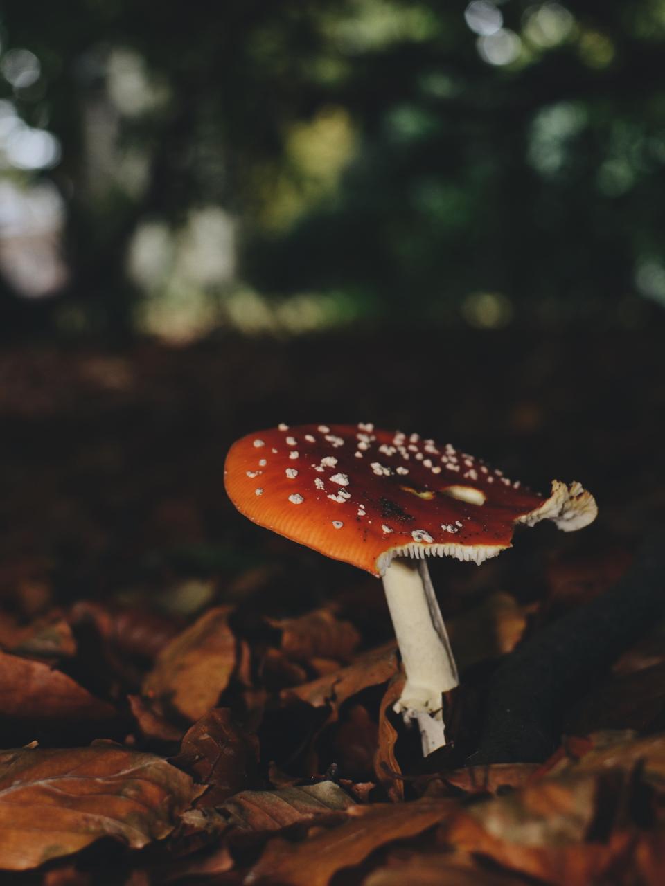 Outdoor Mushroom