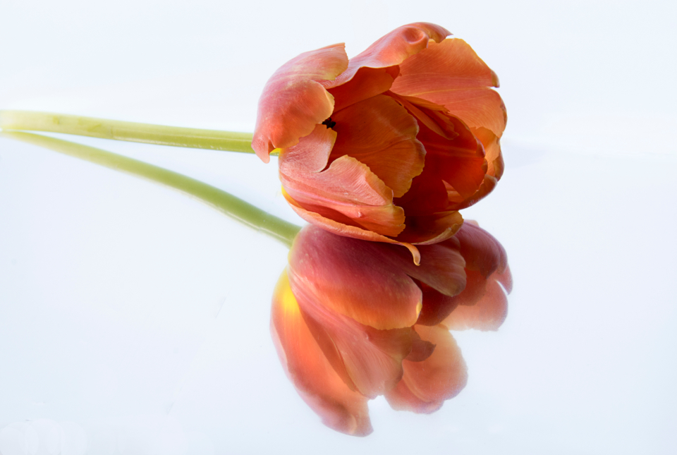Flower Tulip