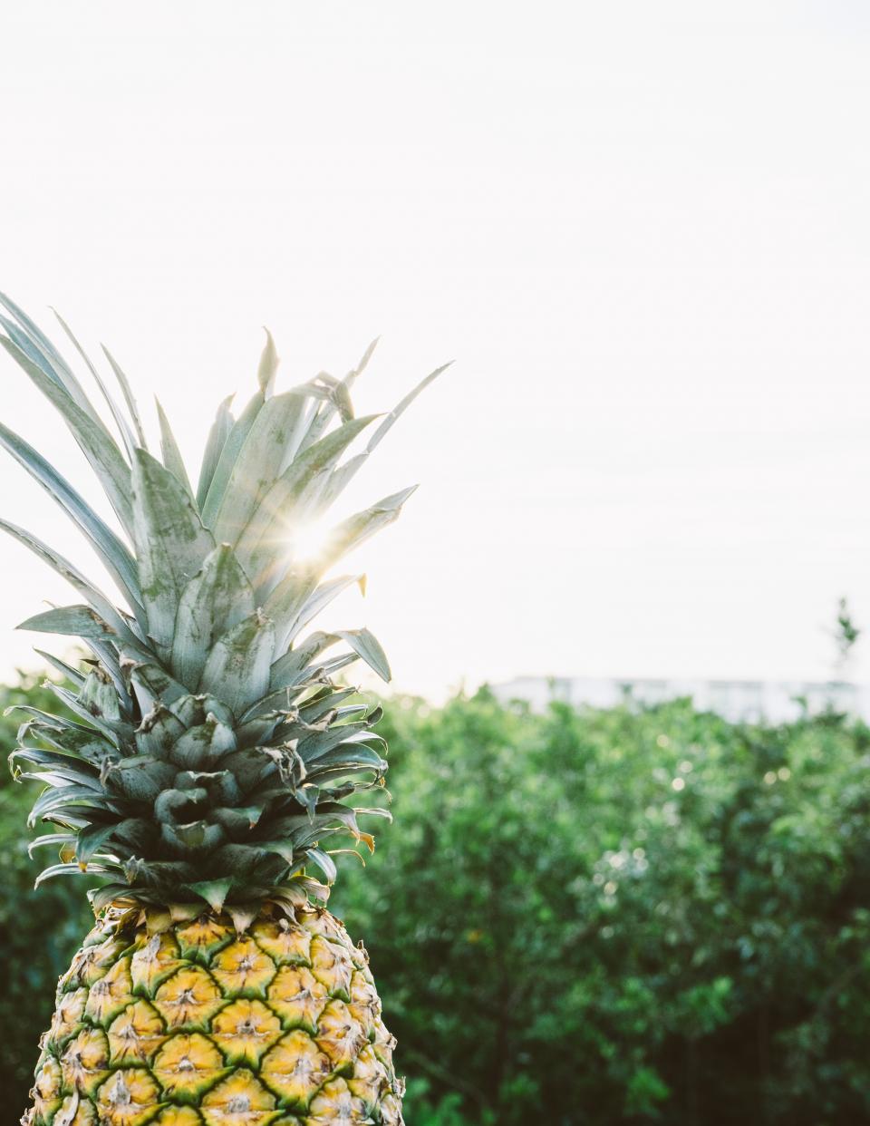 Pineapple Dessert
