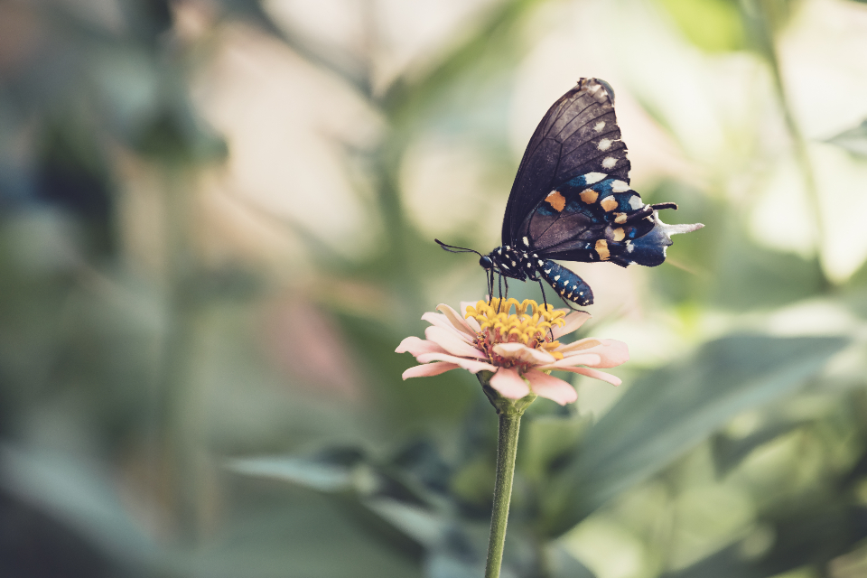 Butterfly Close Up