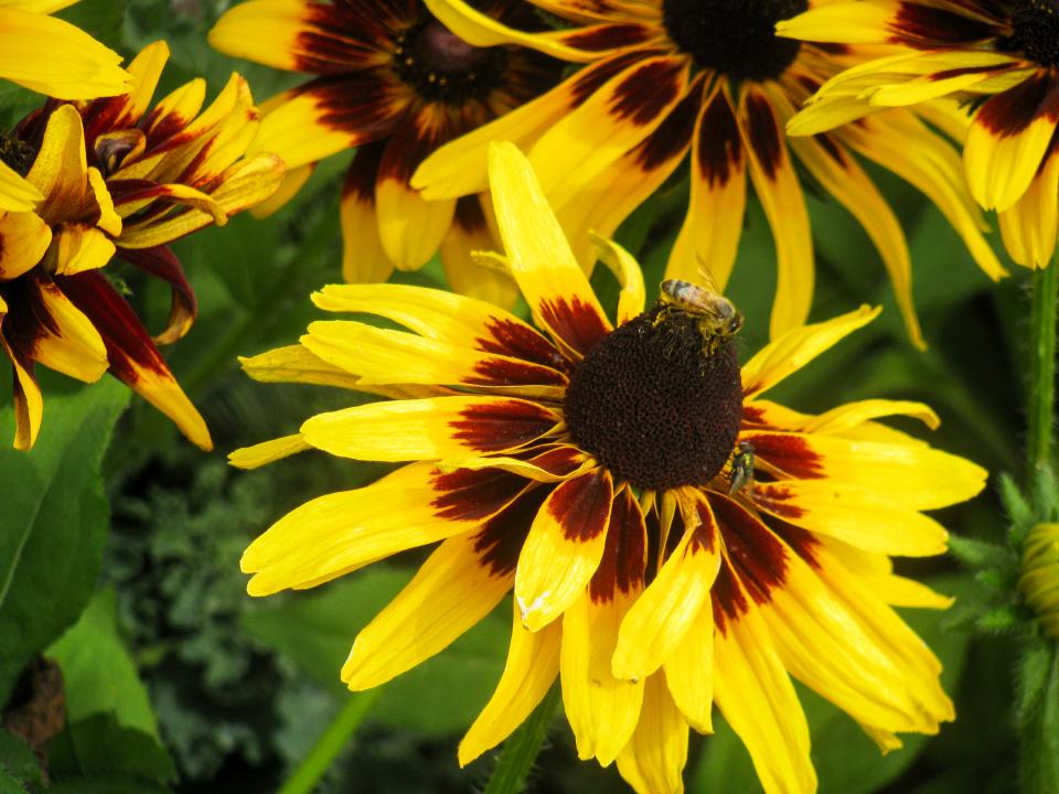 Yellow Flowers