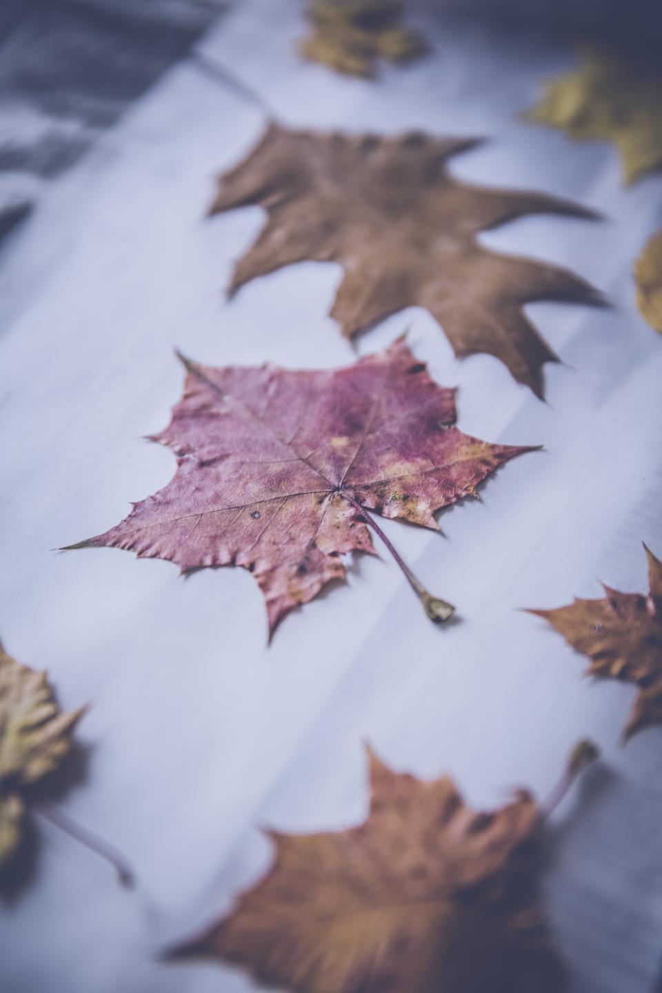 Leaf Fall