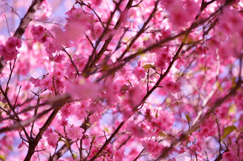 Flower Blossom