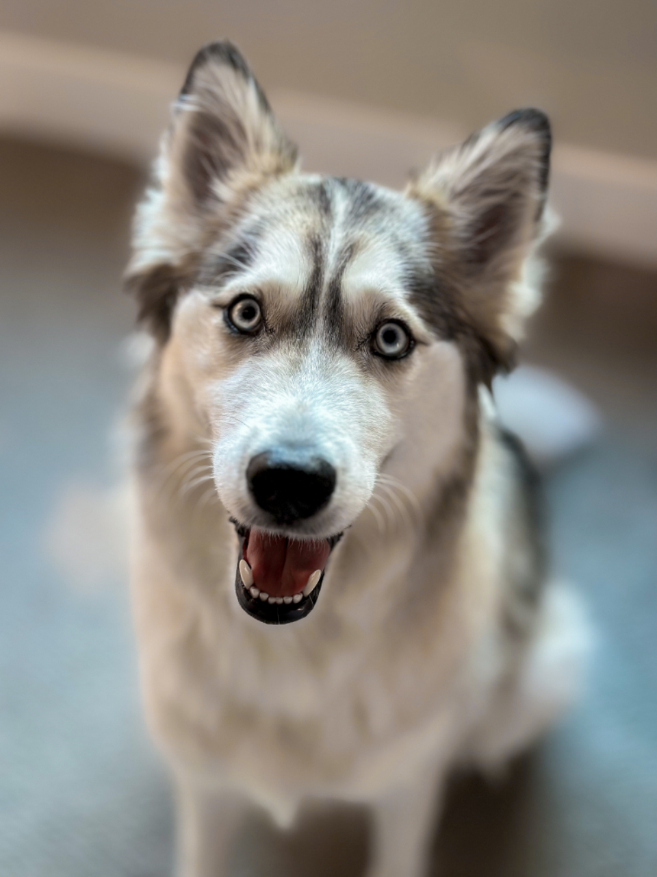 Husky Animal
