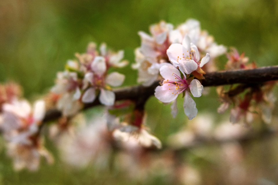 Apple Blossoms