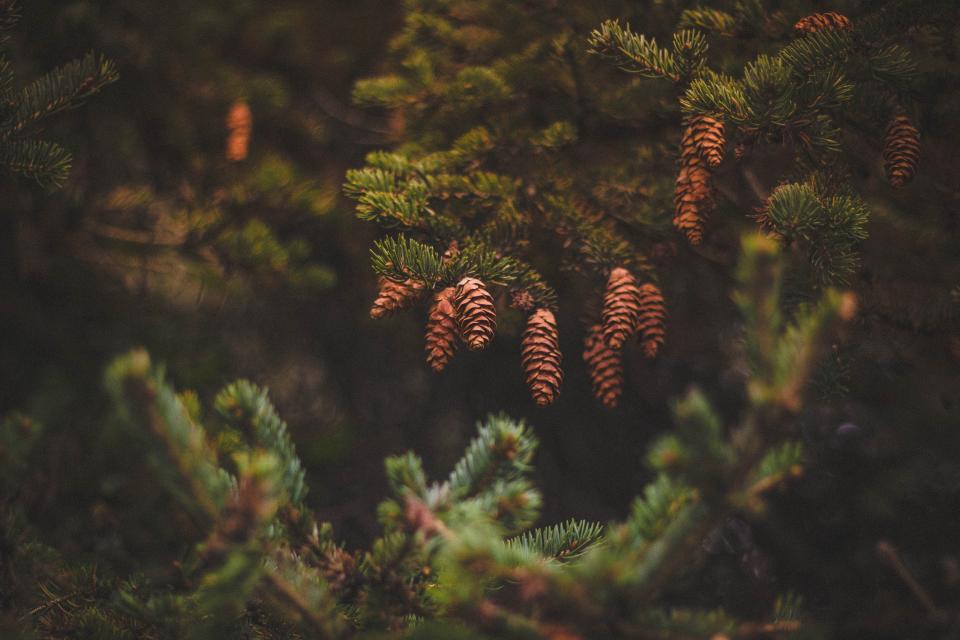 Pine Cone