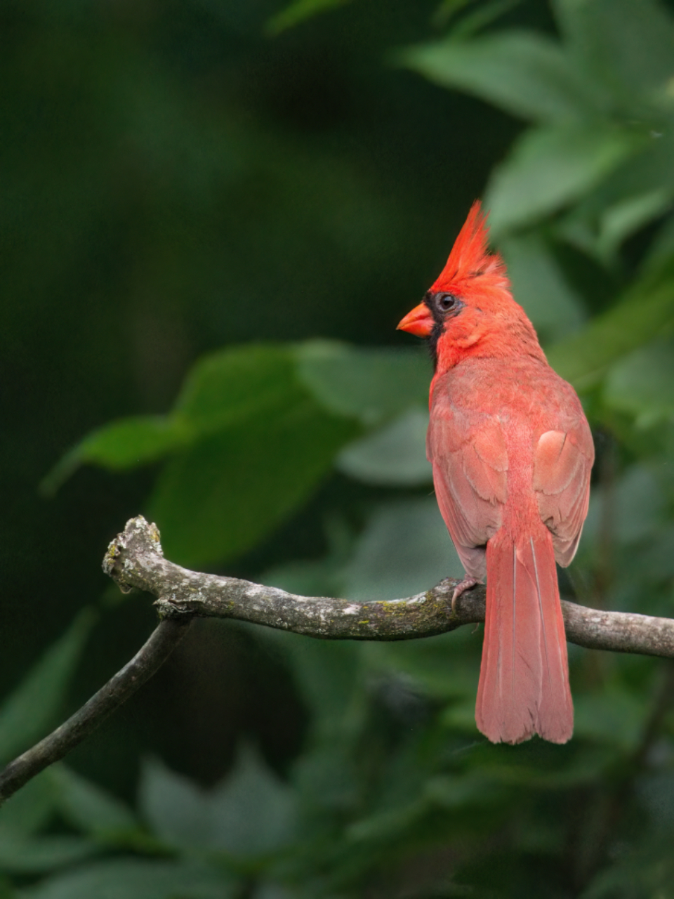 Cardinal Bird