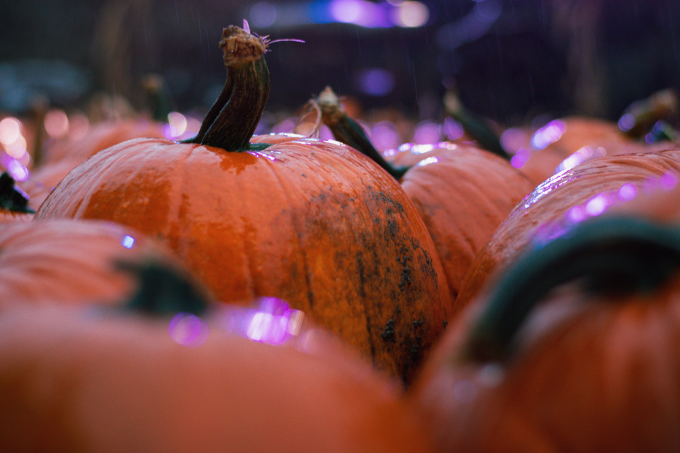 Pumpkin Autumn