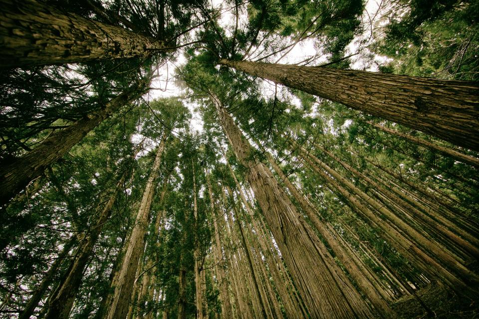 Trees Forest