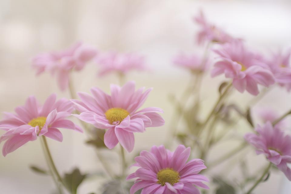 Pink Flowers