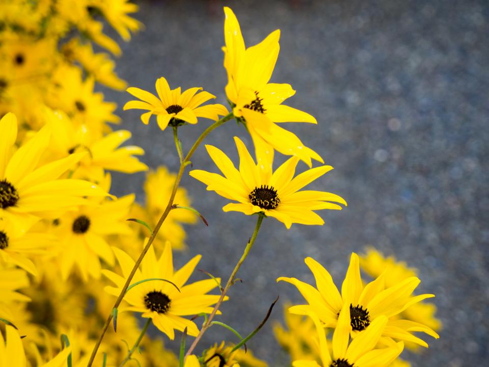Yellow Petals
