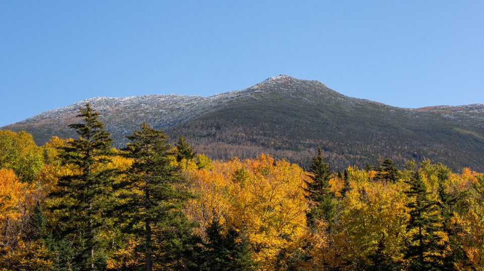 Autumn Foliage