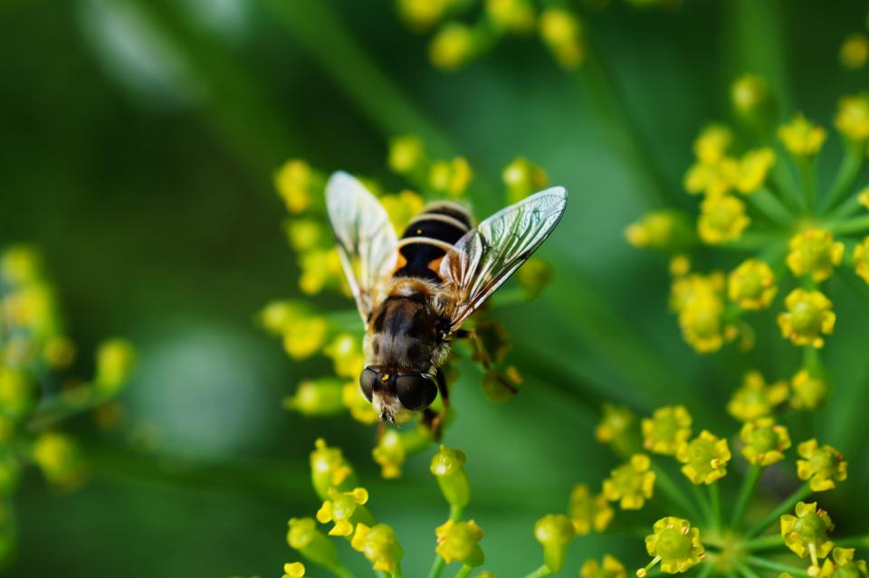 Insect Green
