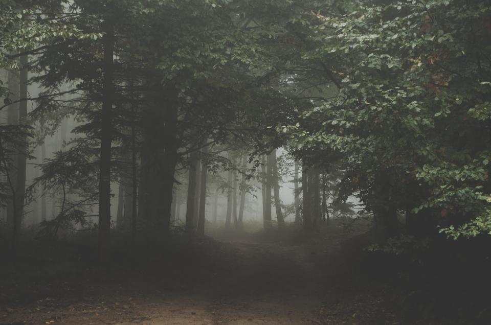 Nature Landscape