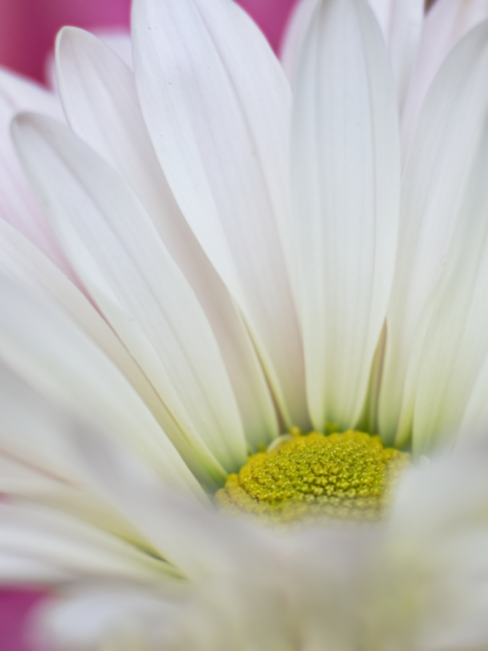 Flower Blossom