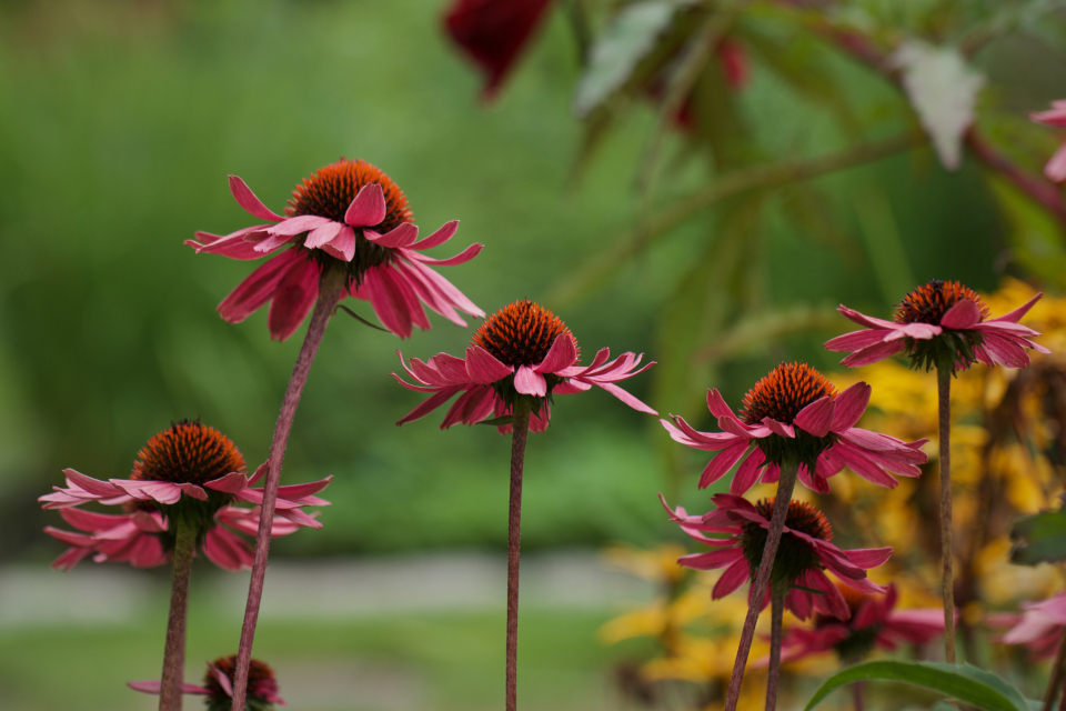 Flowers Garden