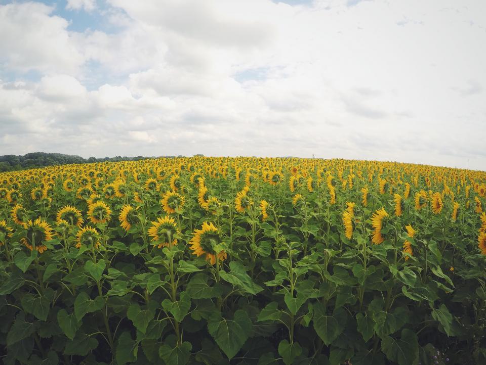 Sunflowers Field