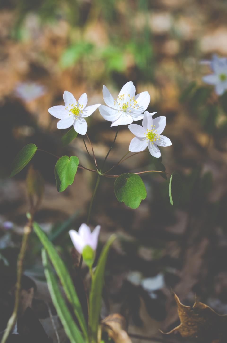 Flowers White