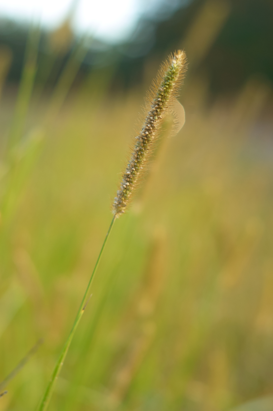 Tall Grass