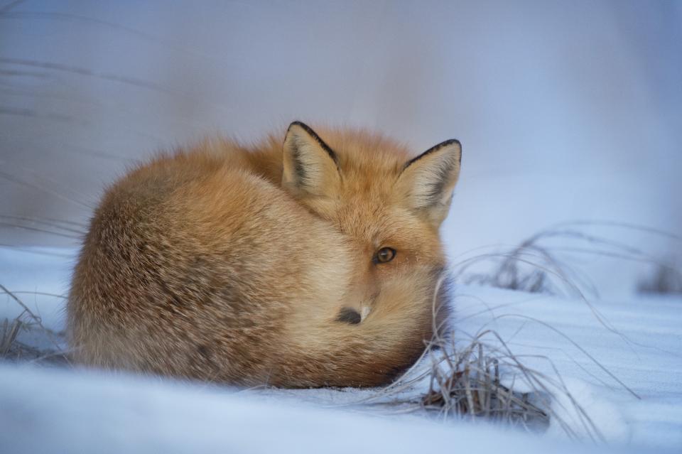 Animals Foxes
