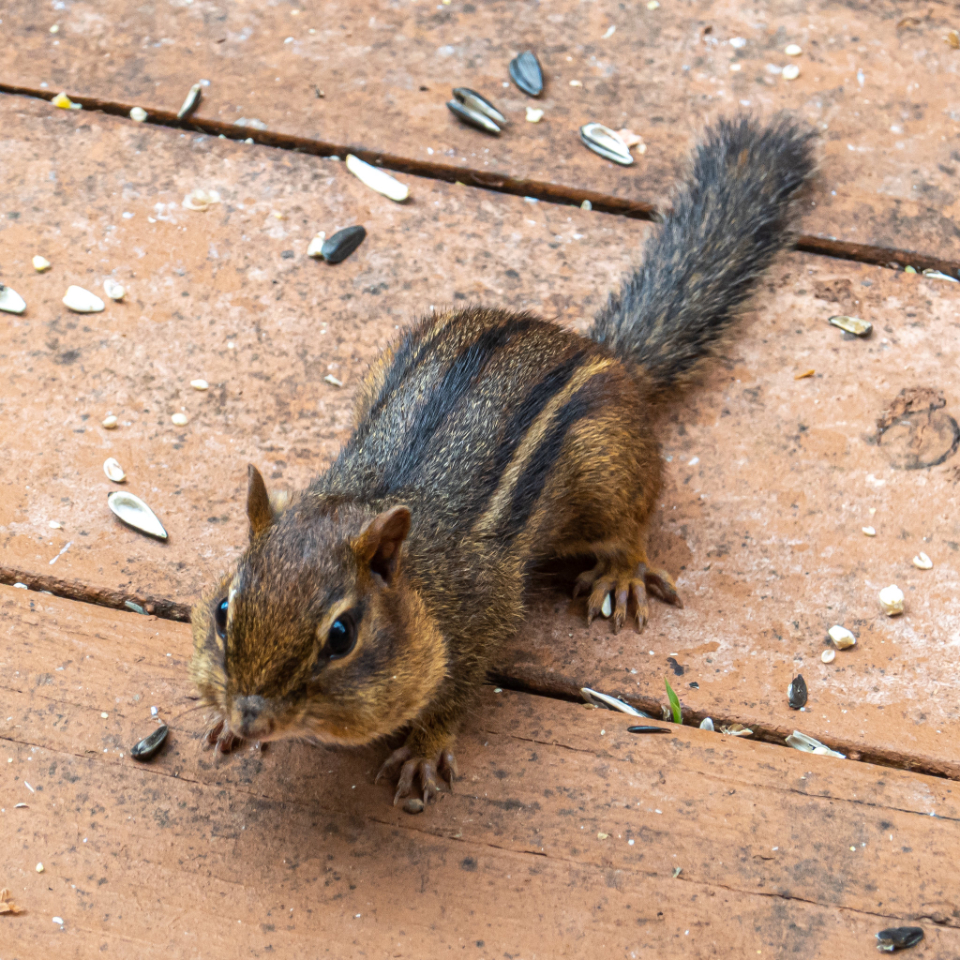 Chipmunk Animal