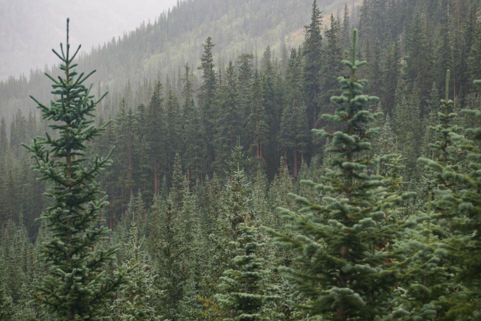 Trees Forest