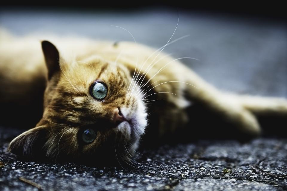 Animals Feline