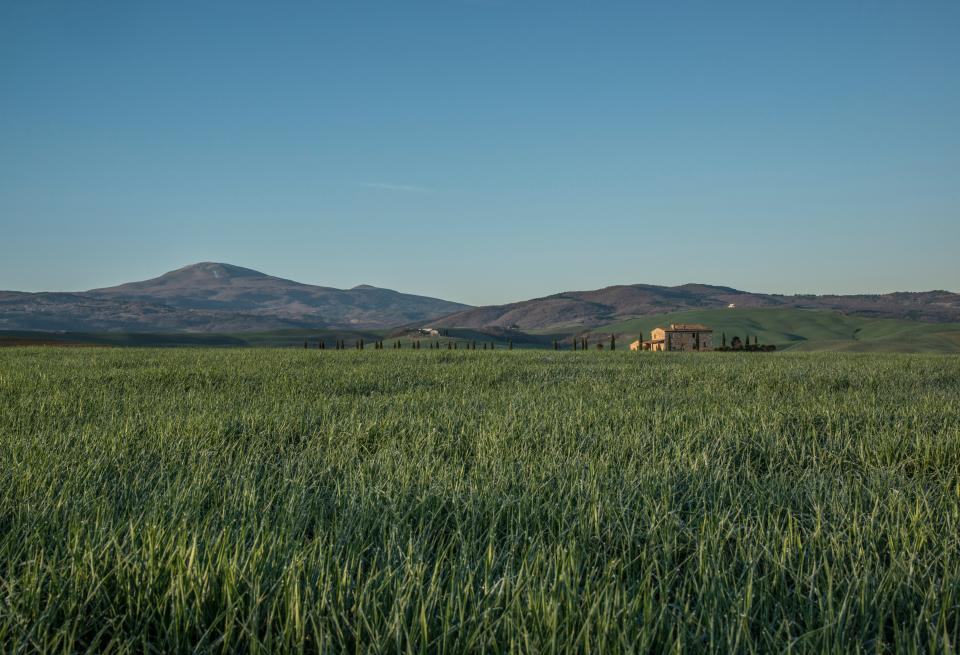 Green Grass